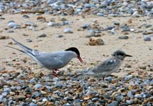 he migration of the Arctic tern is the longest migration ever recorded in any animal ©Richard Porter
