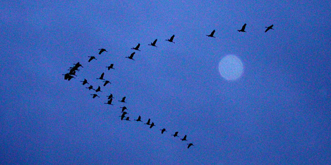 cranes_in_flight_richard_porter_650