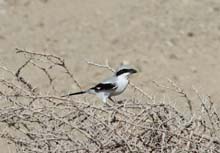 Thousands of Shrikes are trapped in Red Sea countries every year to be rendered for fat used in folk “remedies” ©David B. Stanton