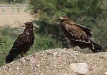 A Greater Spotted Eagle and a Steppe Eagle resting in Yemen while on migration to Africa from Central Asia©David B. Stanton