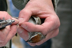 banding_sparrow_250x165