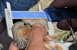 reKn_21 calidris_canutus_rufa_diego_luna_quevedo_150x100