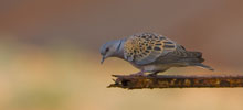 turtle_dove_lowres