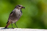 buginbeak_pestcontrol_150x100