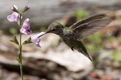 hummingbirdflower_250x165