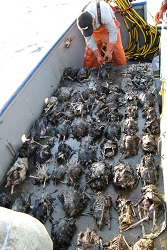 usfws_bycatch156x250