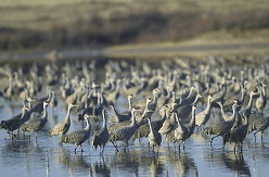 whoopingcranes_250x165