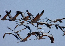 Migratory Birds in Flight - Common Cranes © Jussi Mononen 