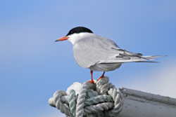 common_tern