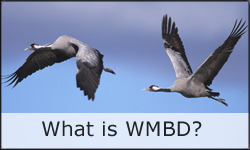 What is World Migratory Bird Day (WMBD)?