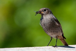 buginbeak_pestcontrol_250x167