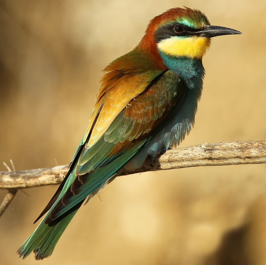 Sortie Observation Des Oiseaux Migrateurs Le Retour D