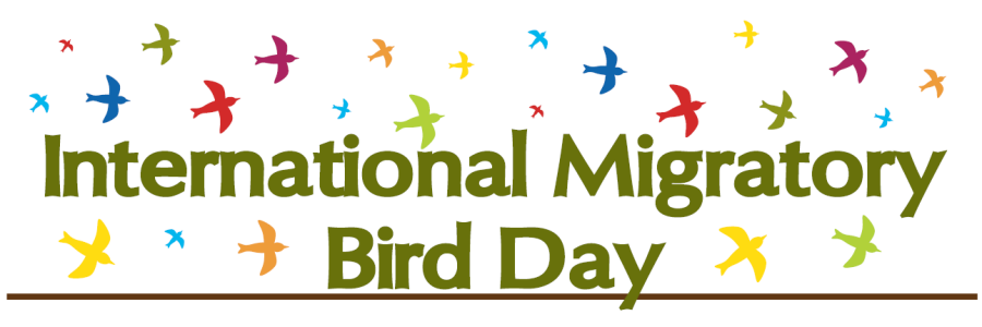 Image result for world bird migration day