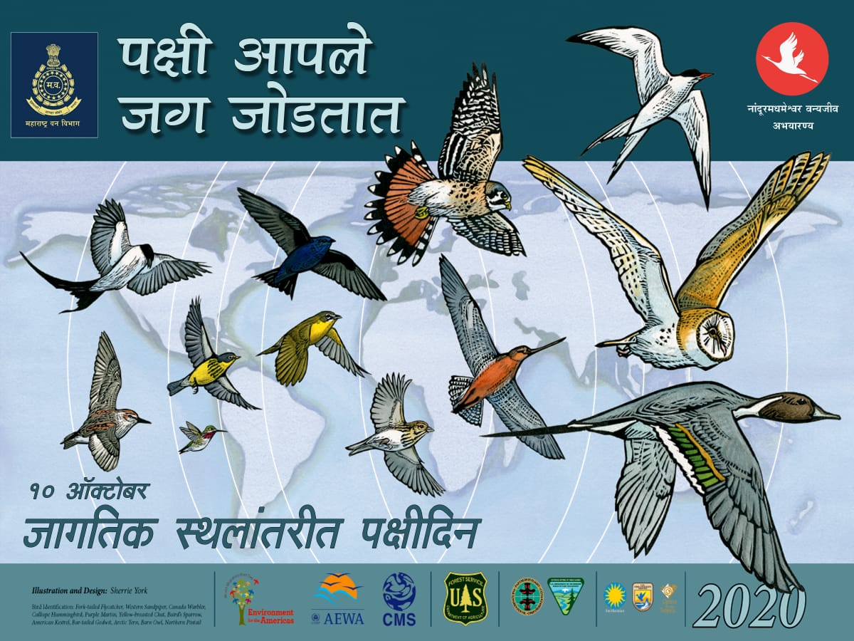 World Migratory Bird Day Celebration at Nandur Madhameshwar Wildlife  Sanctuary, Maharashtra, India | World Migratory Bird Day