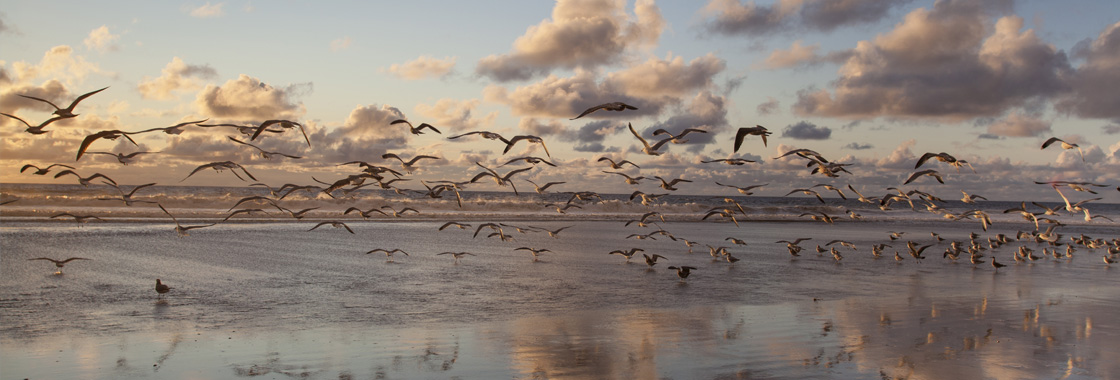 Why Migratory Birds? | World Migratory Bird Day