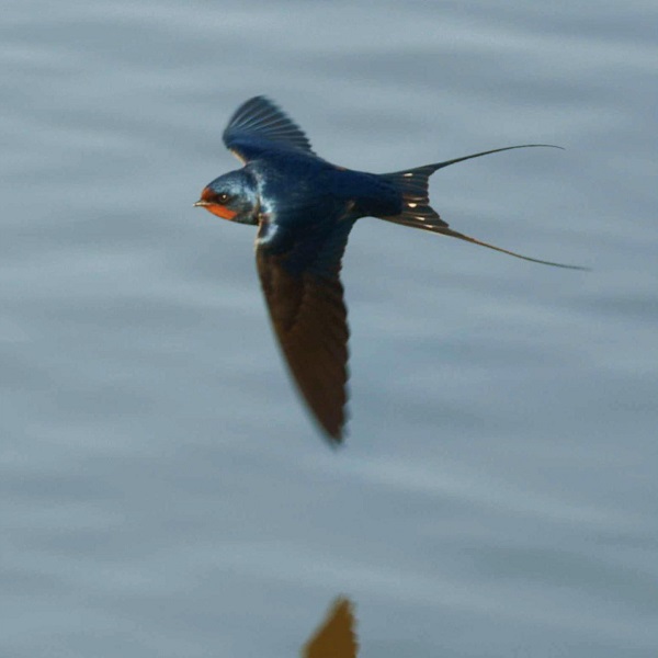 Barn Swallow - photo by Ferran Pestaña