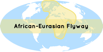 Image: African-Eurasian Flyway