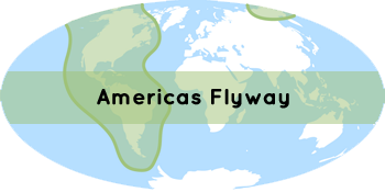 Img: Americas Flyway