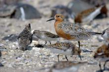Red knot 