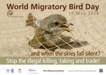 World Migratory Bird Day 2016 - Poster