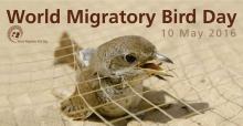 World Migratory Bird Day 2016
