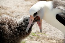 A Laysan Albatross feeds its chick, photograph by Pete Leary