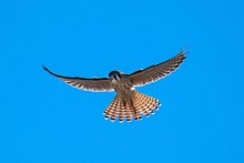 American Kestrel © Idaho Department of Parks and Recreation