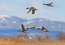 Northern Pintails ©USFWS