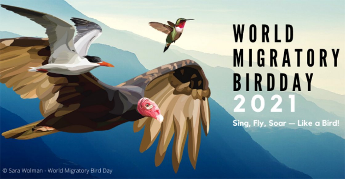 Wmbd 21 Theme Sing Fly Soar Like A Bird World Migratory Bird Day Wmbd 21 Theme Sing Fly Soar Like A Bird World Migratory Bird Day