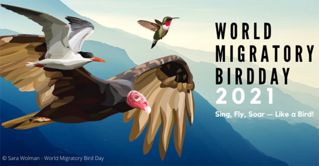 World Migratory Bird Day on 8 May Set to Inspire a Global Chorus for