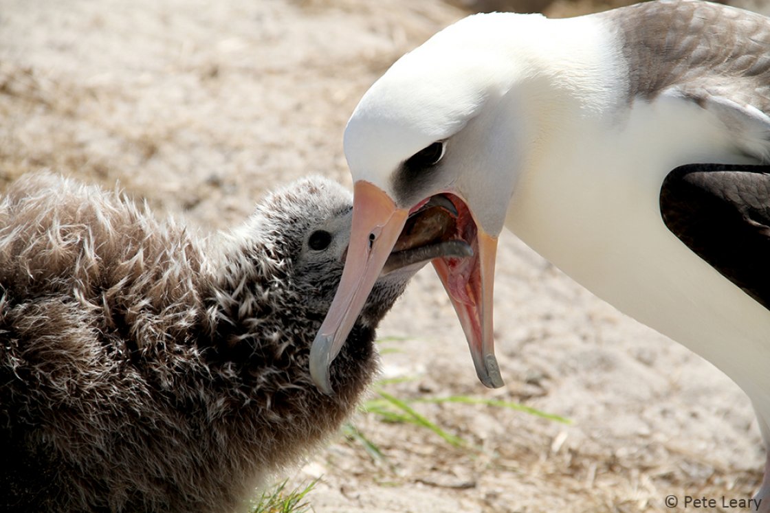 A Laysan Albatross feeds its chick, photograph by Pete Leary