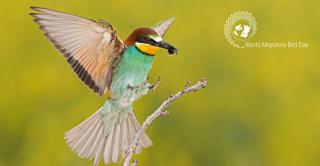 PRESS RELEASE World Migratory Bird Day 2024 Highlights Importance of