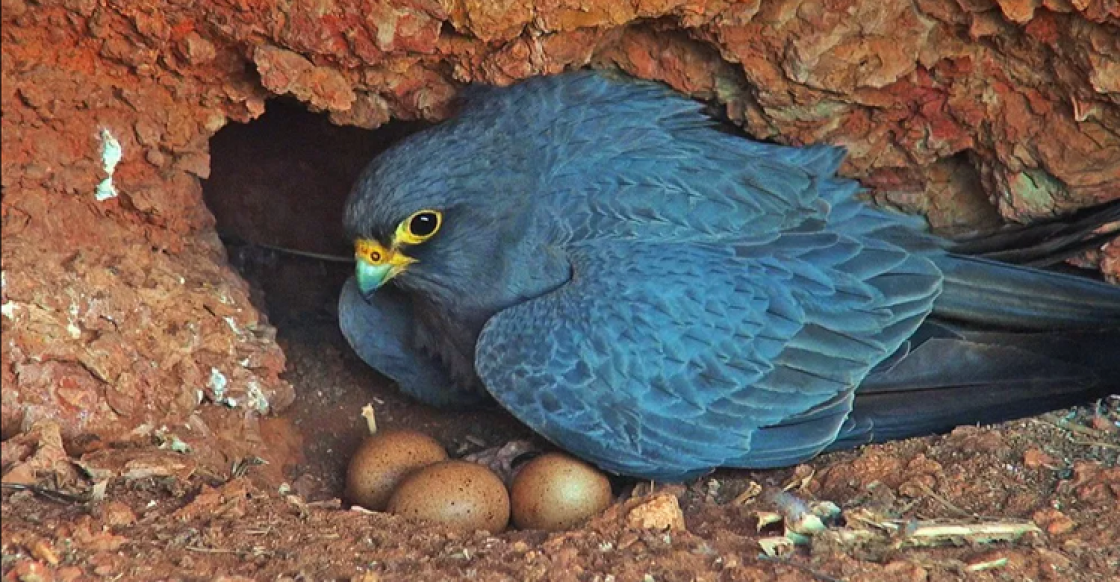 Sooty Falcon (adult) at nest. Copyright by INTEWO | World Habitat Society GmbH