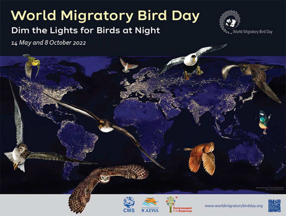 World Migratory Bird Day: Light Pollution Threatens Birds across the World but Solutions are Readily Available