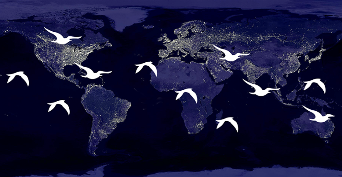 World Migratory Bird Day 2022 Theme To Focus On Light Pollution World World Migratory Bird Day 2022 Theme To Focus On Light Pollution World