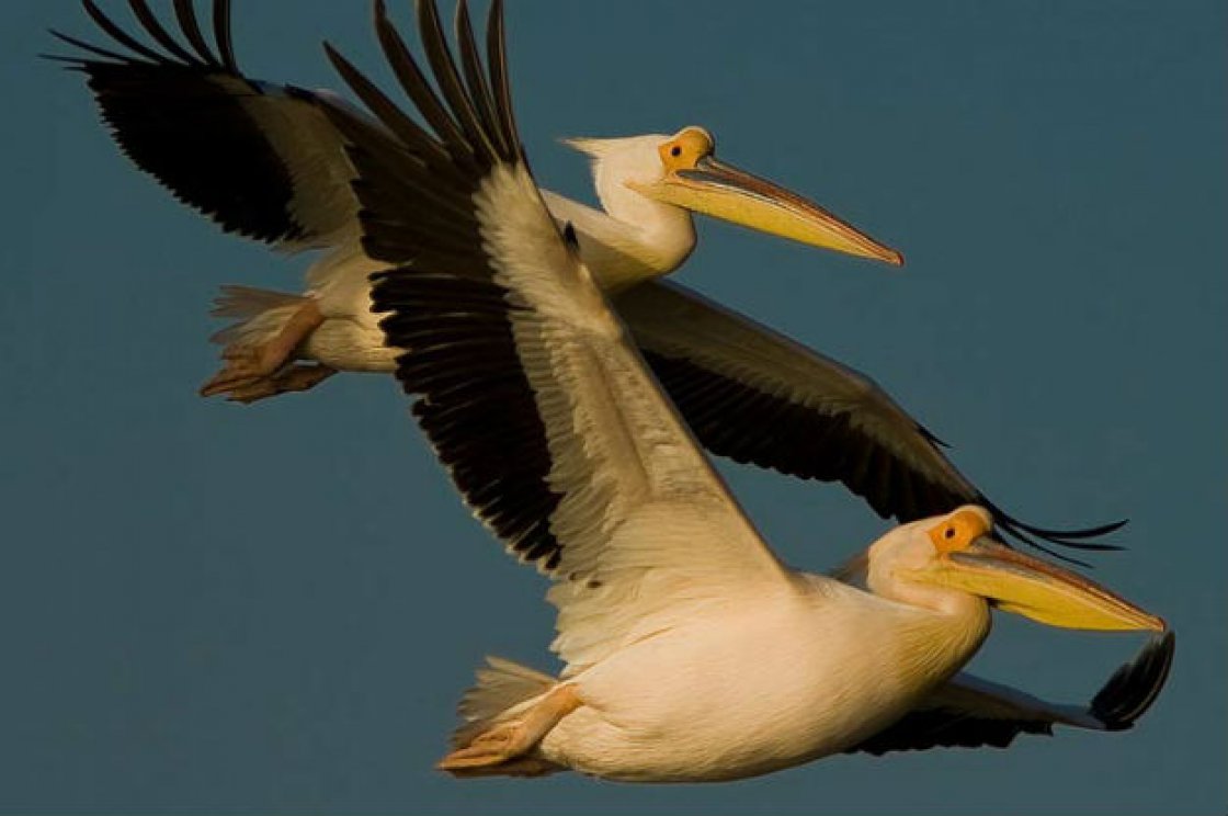 White Pelican. Photo: UNEP/AEWA/Sergey Dereliev