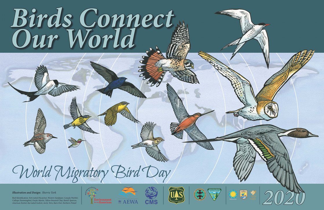 World Migratory Bird Day 2020 World Migratory Bird Day World Migratory Bird Day 2020 World Migratory Bird Day