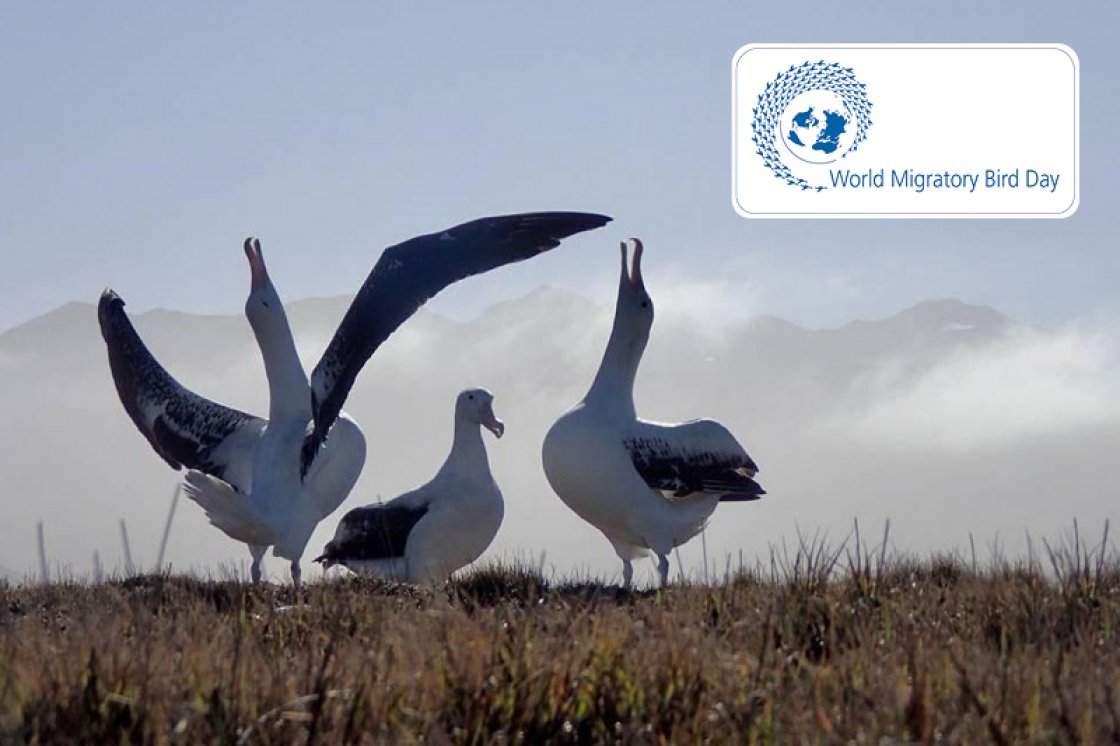 Albatrosses © Michelle Risi