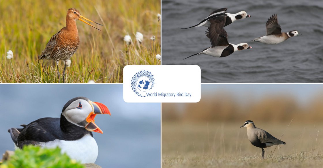 Black-tailed Godwit (Limosa limosa) © Tomas Aarvak; Long-tailed Ducks (Clangula hyemalis) © Hugh Harrop; Atlantic Puffin (Fratercula arctica) © Sergey Dereliev, www.dereliev-photography.org; Social Lapwing (Vanellus gregarius) © Maxim Koshkin