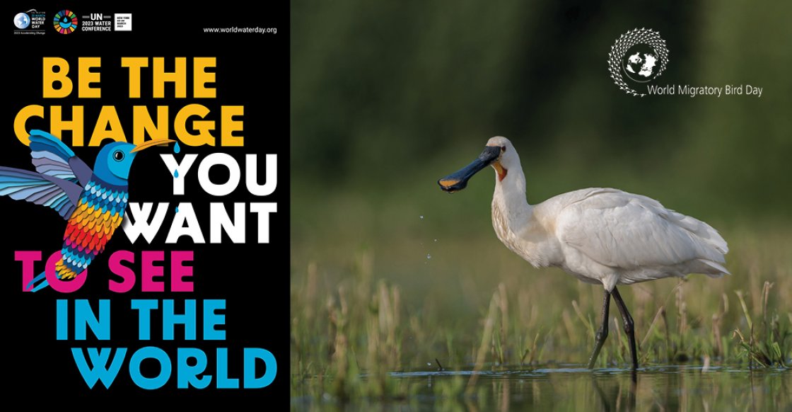 World Migratory Bird Day Partners Statement On World Water Day 2023 World Migratory Bird Day Partners Statement On World Water Day 2023